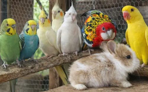 Agropet-Fabin-referencia-regional-em-pets-exoticos-e-animais-vivos-1_p13764_thumb_resized.jpg