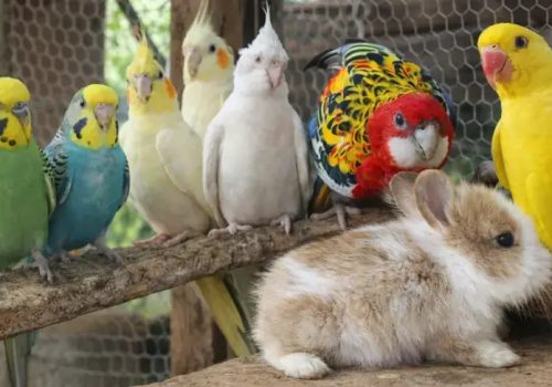 Agropet-Fabin-referencia-regional-em-pets-exoticos-e-animais-vivos-1_p13764_thumb_resized.jpg