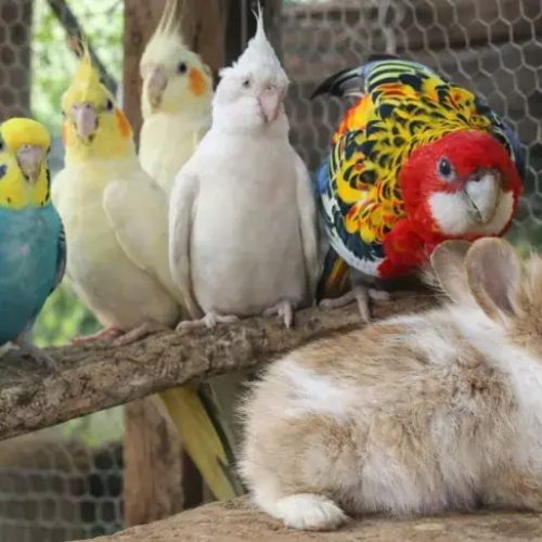 Agropet-Fabin-referencia-regional-em-pets-exoticos-e-animais-vivos-1_p13764_thumb_resized.jpg