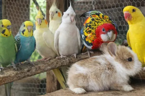 Agropet-Fabin-referencia-regional-em-pets-exoticos-e-animais-vivos-1_p13764_thumb_resized.jpg