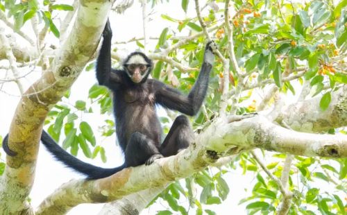 CL-White-whiskered-spider-monkey-II-Jorge-Lopes_p13903_thumb_resized.jpg
