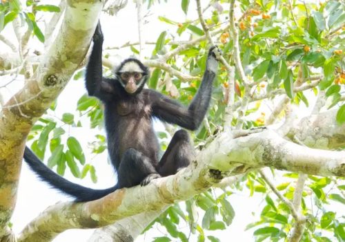 CL-White-whiskered-spider-monkey-II-Jorge-Lopes_p13903_thumb_resized.jpg