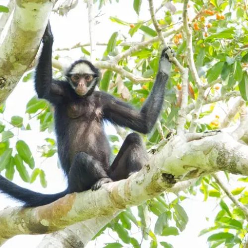 CL-White-whiskered-spider-monkey-II-Jorge-Lopes_p13903_thumb_resized.jpg